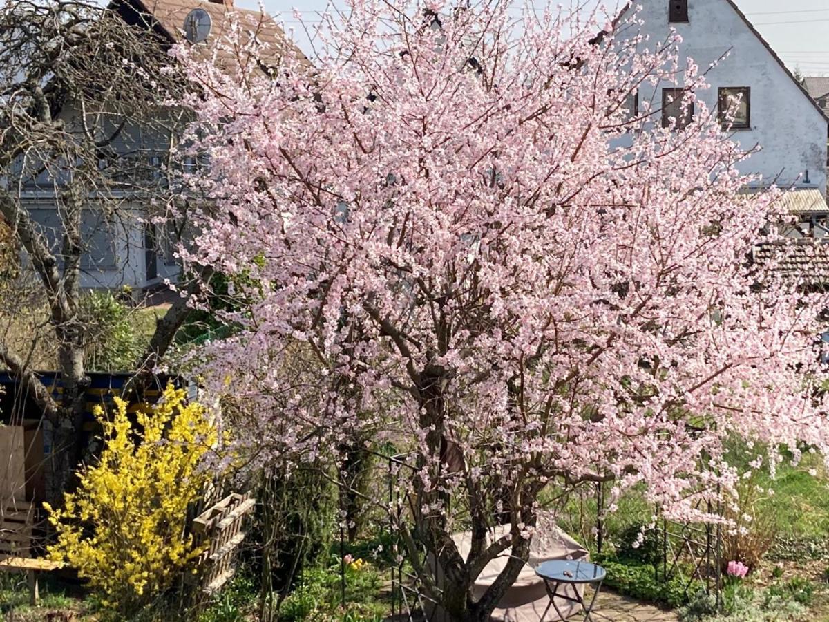 Terrassenwohnung Neustadt an der Weinstraße 外观 照片